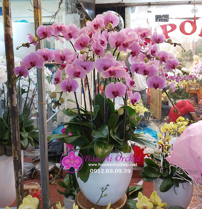 Chậu hoa lan 10 cành hồng phấn LHD-554 ✓ Hoa Lan Bảo Ái