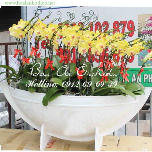 thuyền lan hồ điệp vàng biếu tết 2019