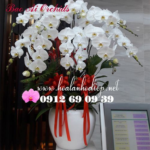 chau lan ho diep trang 10 canh dep nhat