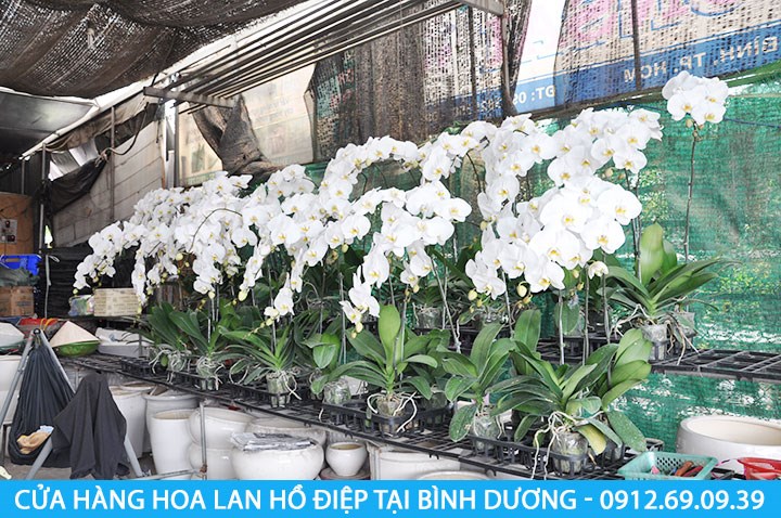 cua hang hoa lan ho diep o binh duong