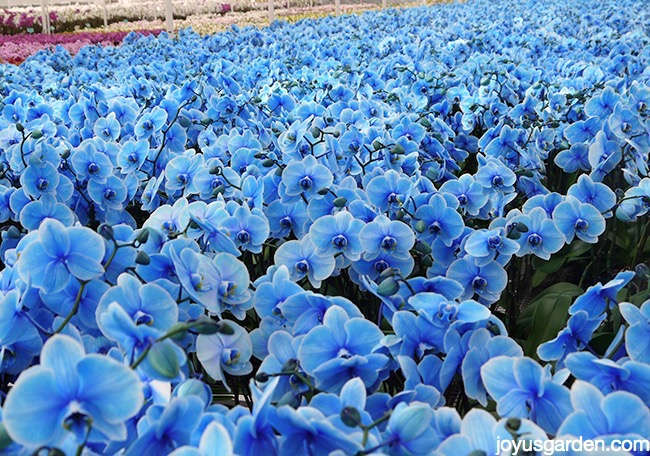 hoa lan hồđiệp xanh - blue orchid