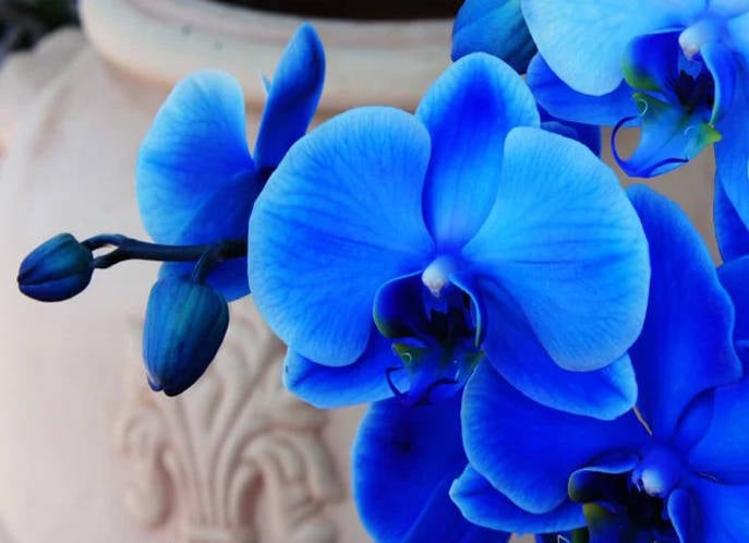 Hoa lan hồ điệp màu xanh dương được xem là biểu tượng của sự hiện đại, thanh lịch và tinh tế. Với sắc xanh tươi mát và độc đáo, loài hoa này đang được săn đón nhiều trong không gian chứa đựng sự sang trọng và đẳng cấp. Hãy xem những hình ảnh thú vị của hoa lan hồ điệp màu xanh dương để tận hưởng cảm giác thật đặc biệt trong không gian của bạn.