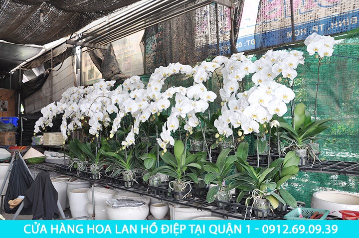 shop ban lan ho diep tai quan 1