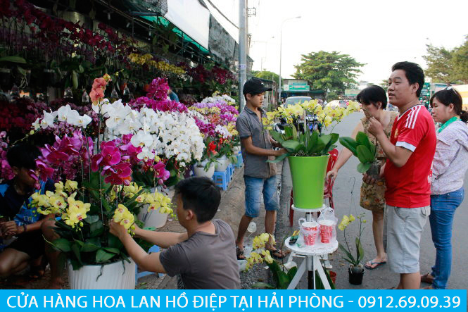 shop hoa lan ho diep tai hai phong