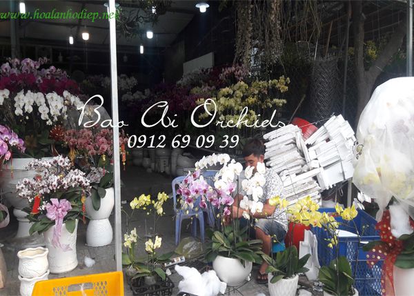shop lan hồ điệp tại chợ hoàng hoa thám quận ba đình