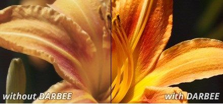 darbee