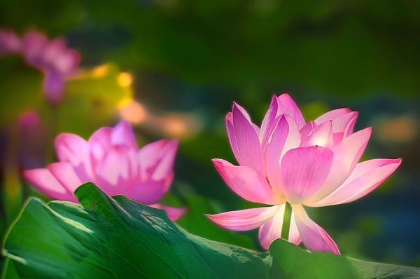 NGHỆ THUẬT ƯỚP TRÀ SEN XỨ HUẾ