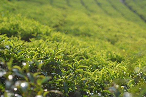 NHỮNG LƯU Ý KHI CHĂM SÓC CÂY TRÀ OOLONG