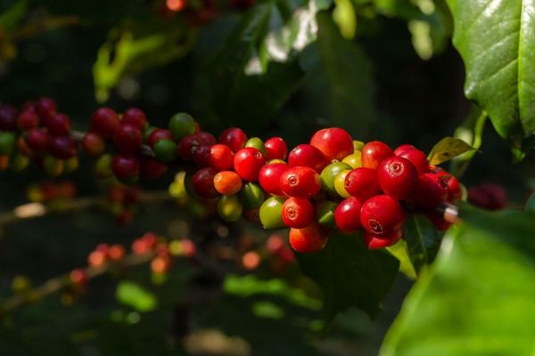 CÂU CHUYỆN VỀ LỊCH SỬ VÀ NGUỒN GỐC XUẤT XỨ CỦA CÀ PHÊ