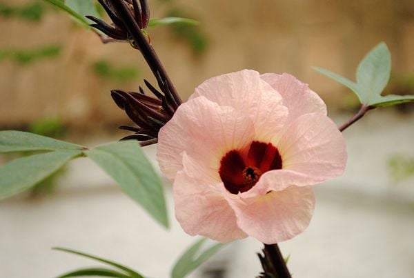 TRÀ HOA HIBISCUS - TỪ LỤC ĐỊA ĐEN BƯỚC RA THẾ GIỚI