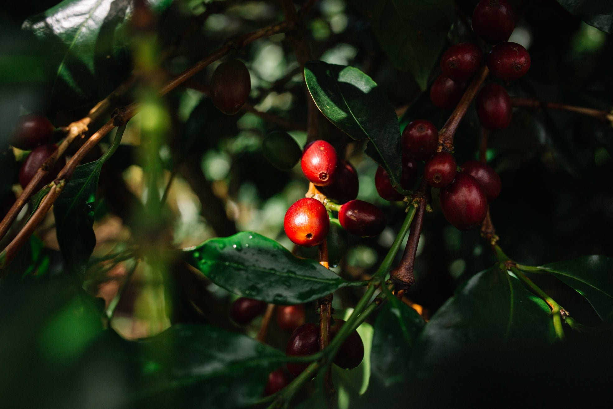 CÁCH NHẬN BIẾT HƯƠNG VỊ CÀ PHÊ ROBUSTA NGUYÊN CHẤT DỄ DÀNG NHẤT