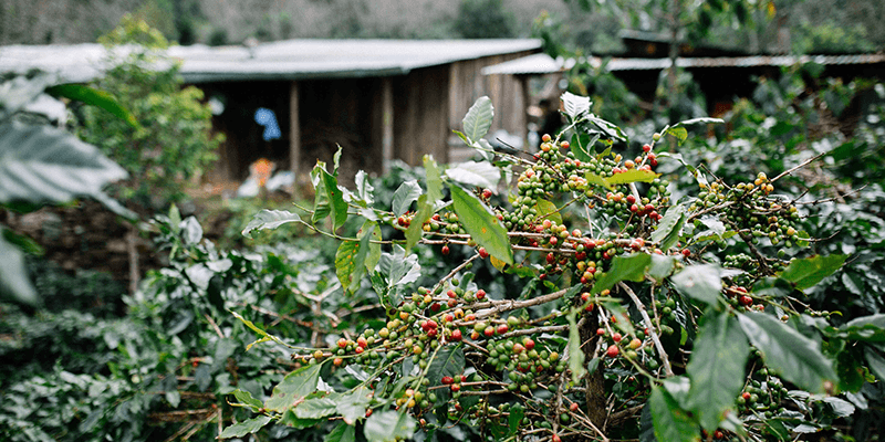 farm to cup image 1
