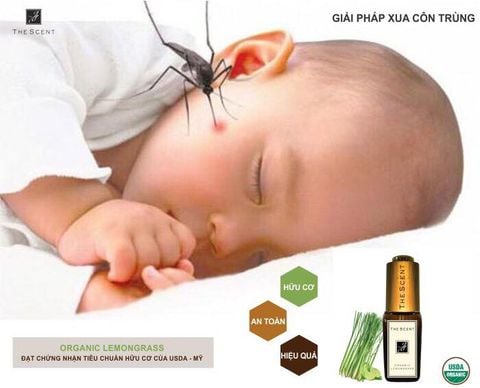 CÁCH ĐUỔI MUỖI HIỆU QUẢ PHÒNG CHỐNG BỆNH SỐT XUẤT HUYẾT