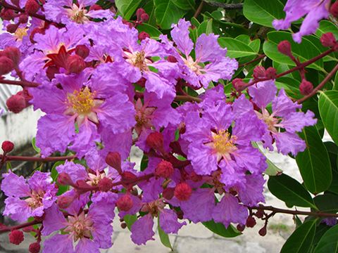 HOA BẰNG LĂNG VÀ VẺ ĐẸP MANG MÁC BUỒN