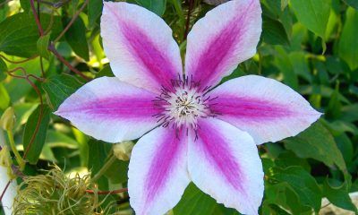 Ý nghĩa hoa Ông Lão – Loài hoa từng trải