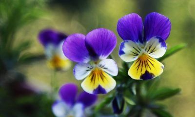 Ý nghĩa hoa Pense’e – Thinking of you