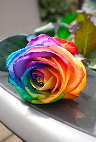 Ý NGHĨA SAU TỪNG MÀU SẮC CỦA HOA HỒNG