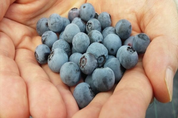 Viên uống bổ mắt Fancl Blueberry Nhật Bản