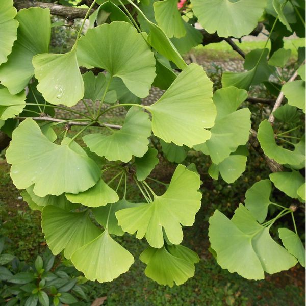 Bổ não - tăng cường trí nhớ Fine Ginkgo Plus Nhật Bản