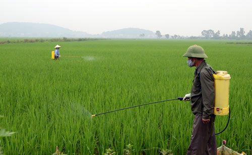 Phun thuốc trừ sâu bệnh cho cây lúa với bình xịt thuốc Oshima 18