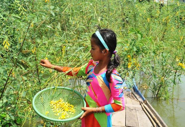 Bông điên điển làm gì ngon​