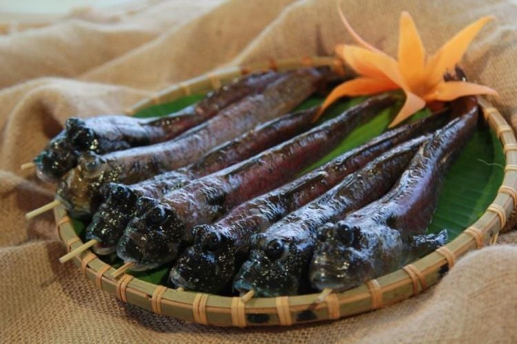 Cá thòi lòi biển​