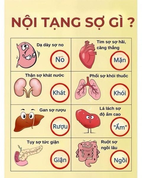 Nội Tạng Sợ Gì? – Bảo Vệ Cơ Thể Từ Những Điều Nhỏ Nhất