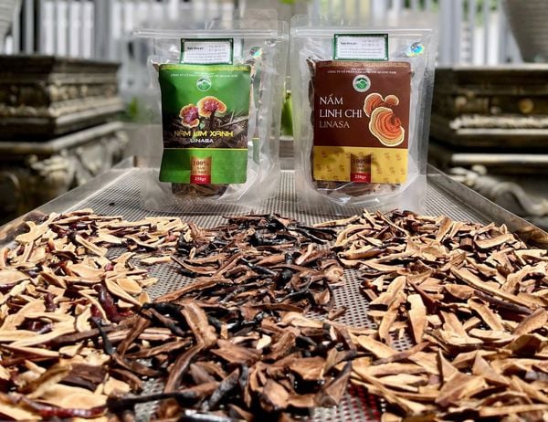 Nấm Linh Chi Linasa – Kết tinh từ ba loại nấm quý từ rừng nguyên sinh