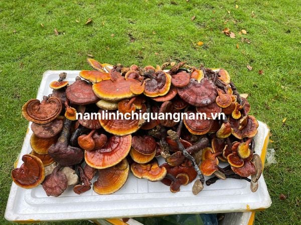 Chiêm ngưỡng những tai Nấm Lim Xanh rừng Quảng Nam với màu sắc hấp dẫn