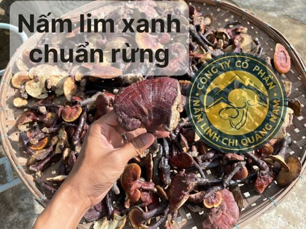 GIÁ NẤM LINH CHI - NẤM LIM XANH RỪNG