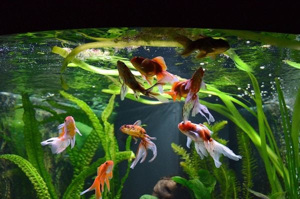 tách cá cảnh để sinh sản