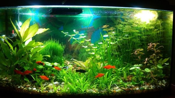 chọn ánh sáng và thời gian chiếu phù hợp