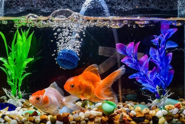 Tạo môi trường ít căng thẳng – Cá sống lâu và mạnh khỏe