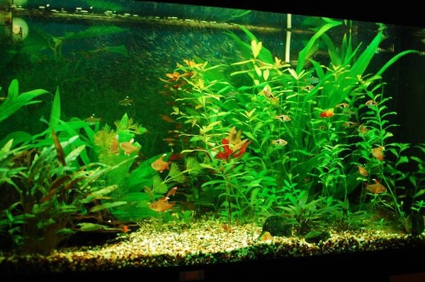 Trang trí bể cá thủy sinh: Ý tưởng nghệ thuật độc đáo