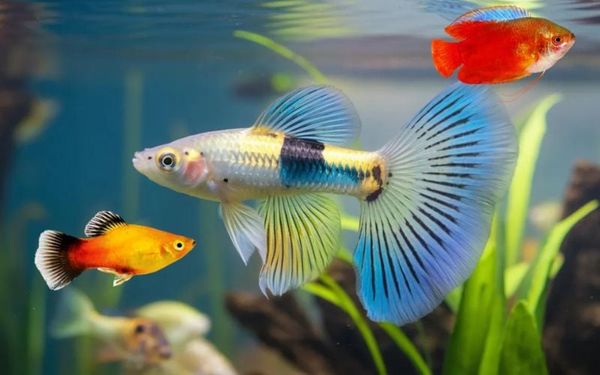 Lịch sử ra đời của bể cá cảnh