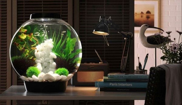 Bể thủy sinh cỡ lớn dạng âm tường