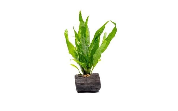 Java Fern