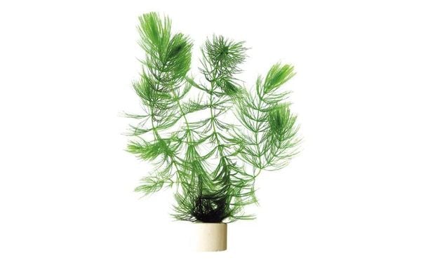 Hornwort