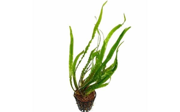 Cryptocoryne