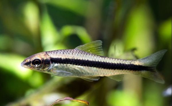 Chuẩn Bị Bể Cá Cho Cá Ăn Rêu Siamese