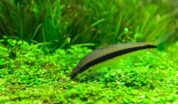 Cách Chăm Sóc Cá Ăn Rêu Siamese