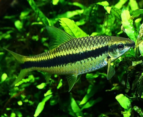 Giới Thiệu Về Cá Ăn Rêu Siamese