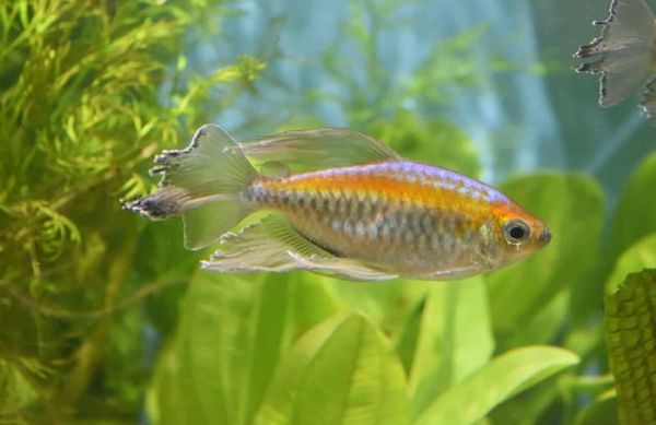 Hành vi sinh sống của cá Ember Tetra