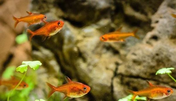 Hành vi sinh sống của cá Ember Tetra