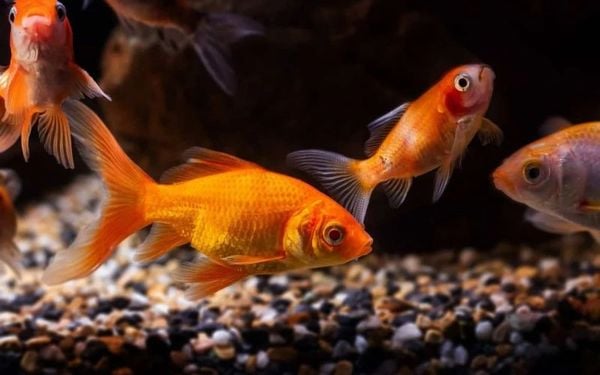 Cá Giao Phối Như Thế Nào?