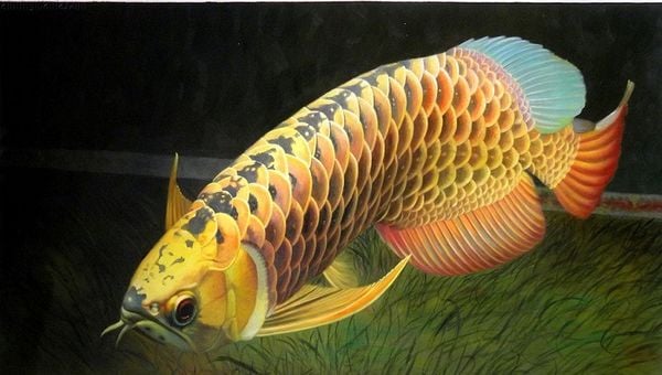 Tuổi Nhâm Tuất Nuôi Cá Gì? Lựa Chọn Cá Phong Thủy Mang Lại Tài Lộc