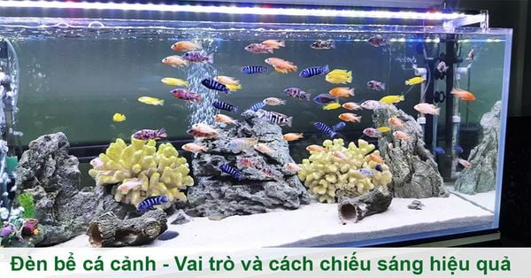 cách chiếu sáng đèn bể cá cảnh