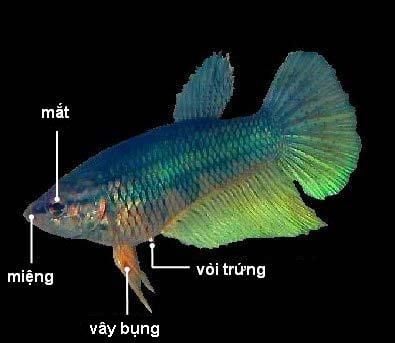 cach-phan-biet-ca-betta-trong-mai