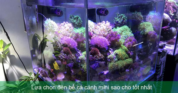 Chọn đèn bể cá cảnh mini tốt nhất