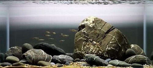 Top 9 loại đá dùng trang trí bể thủy sinh
